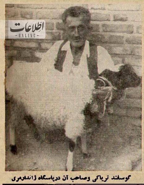 گوسفند تریاکی و صاحبش در فرحزاد بازداشت شدند!