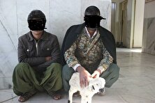 گوسفند تریاکی و صاحبش در فرحزاد بازداشت شدند!