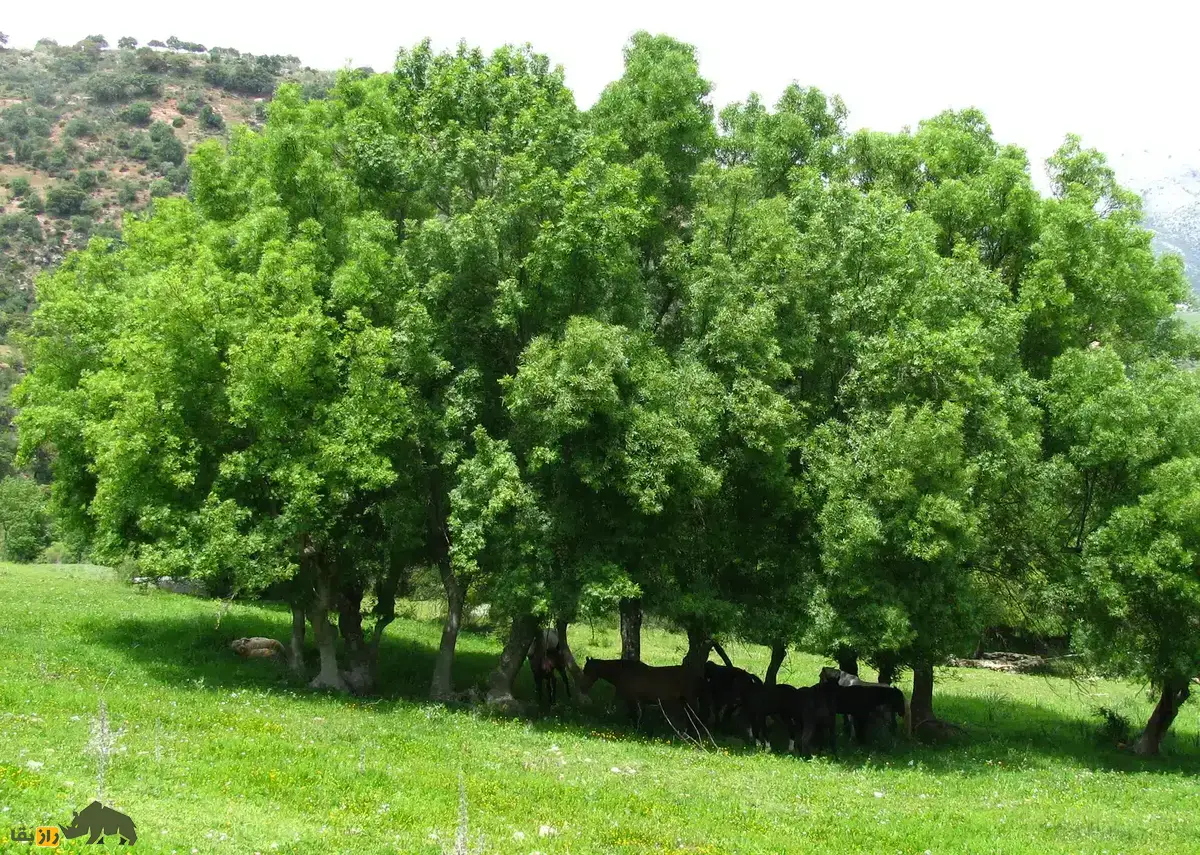 درخت زبان گنجشک؛ درختی که میوههایش شبیه زبان گنجشک است و اندازه یک برج سیزده طبقه رشد میکند