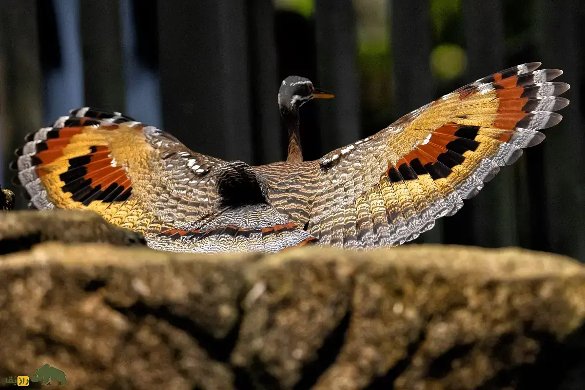 بوتیمار آفتابی؛ پرندهای شبیه طاووس که بالهایی شبیه چشم گربه دارد و مار و میمون را میترساند