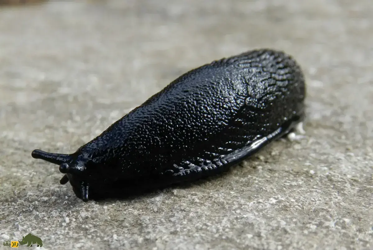 حلزون سیاه؛ حلزونی سیاهرنگ و خیس که مخاط چسبناک و بدبو ترشح میکند و شکارچیان را فراری میدهد