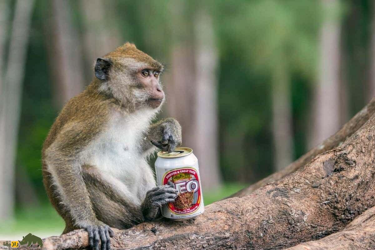 کشفی جالب درباره علاقه شامپانزه‌ها به الکل؛ شامپانزه‌های ساکن اوگاندا روزی ۲ لیوان الکل مصرف می‌کنند، اما مست نمی‌شوند!