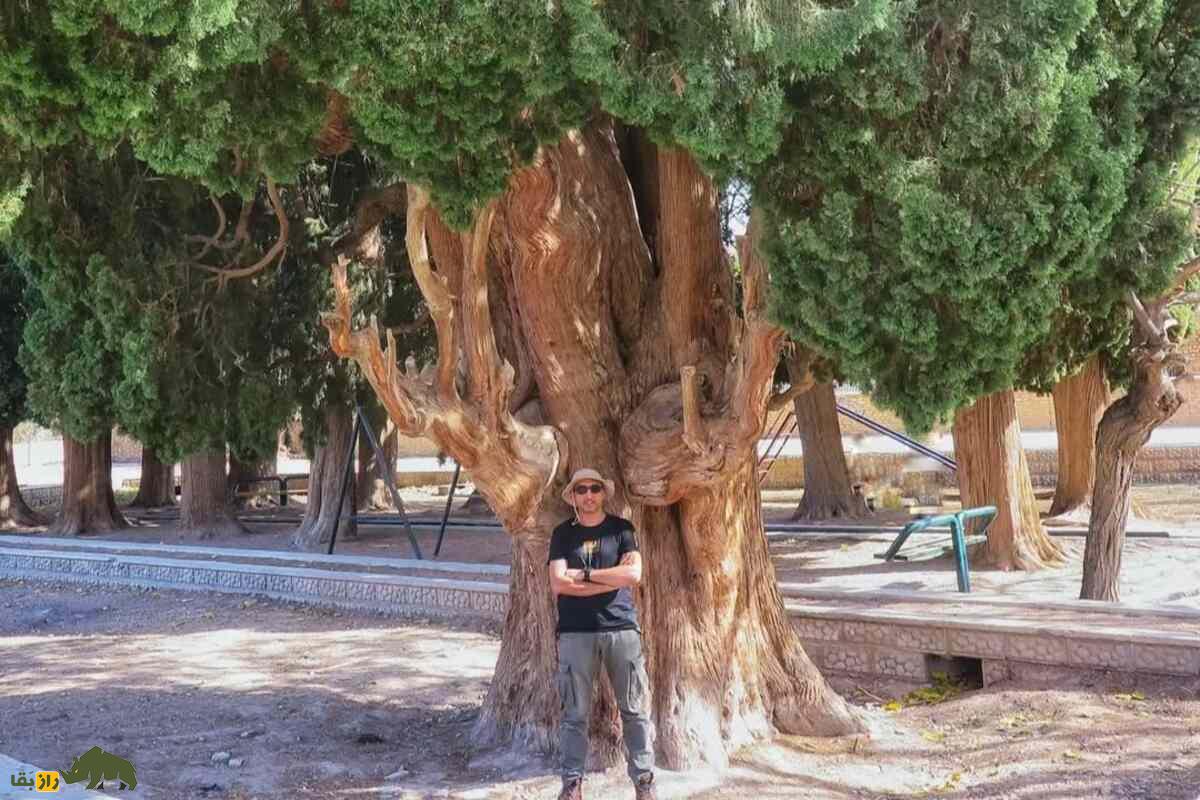 سروهای روستای طرز در کرمان؛ ۱۴ درخت سرو کهنسال در کنار یک جوی آب مشهور به «تالار سرو» که ۳۰۰۰ سال عمر دارند