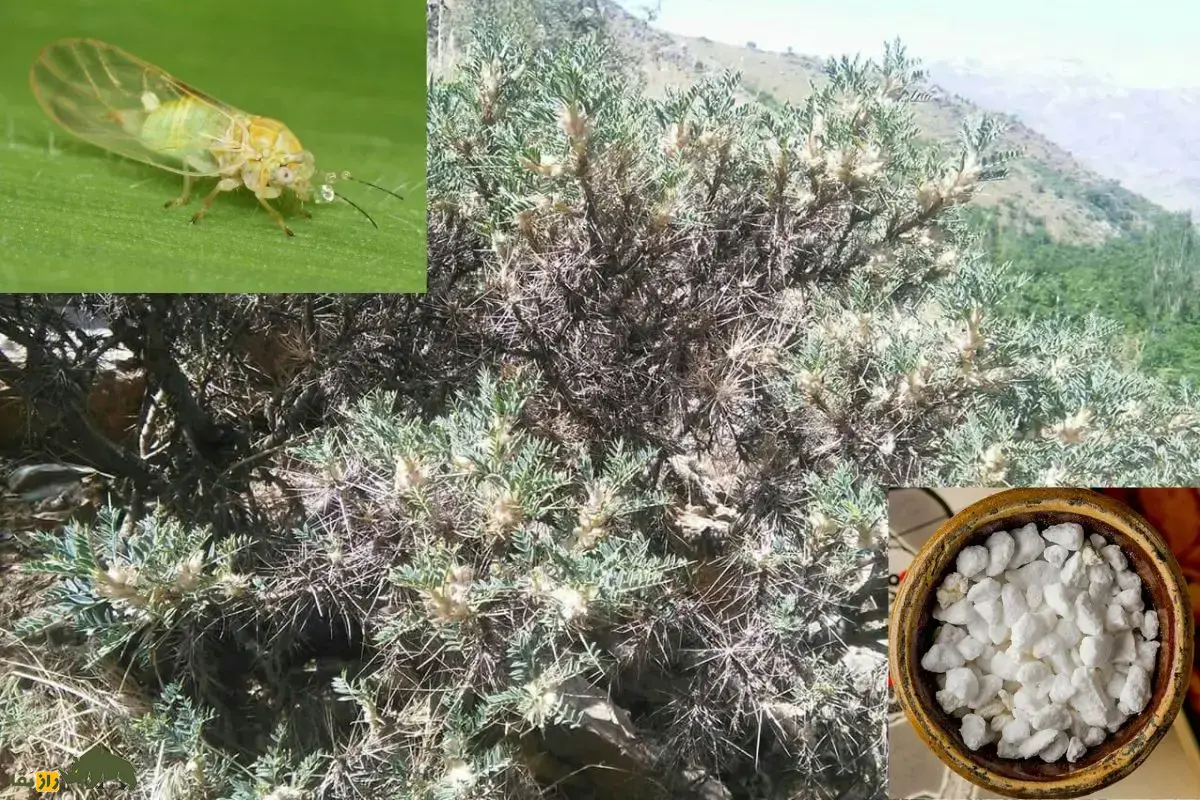 گز انگبین؛ خوراکی شیرینی شبیه عسل در کوهستانهای ایران که با همکاری یک حشره و گیاه گون تولید میشود و بسیار مقدس است