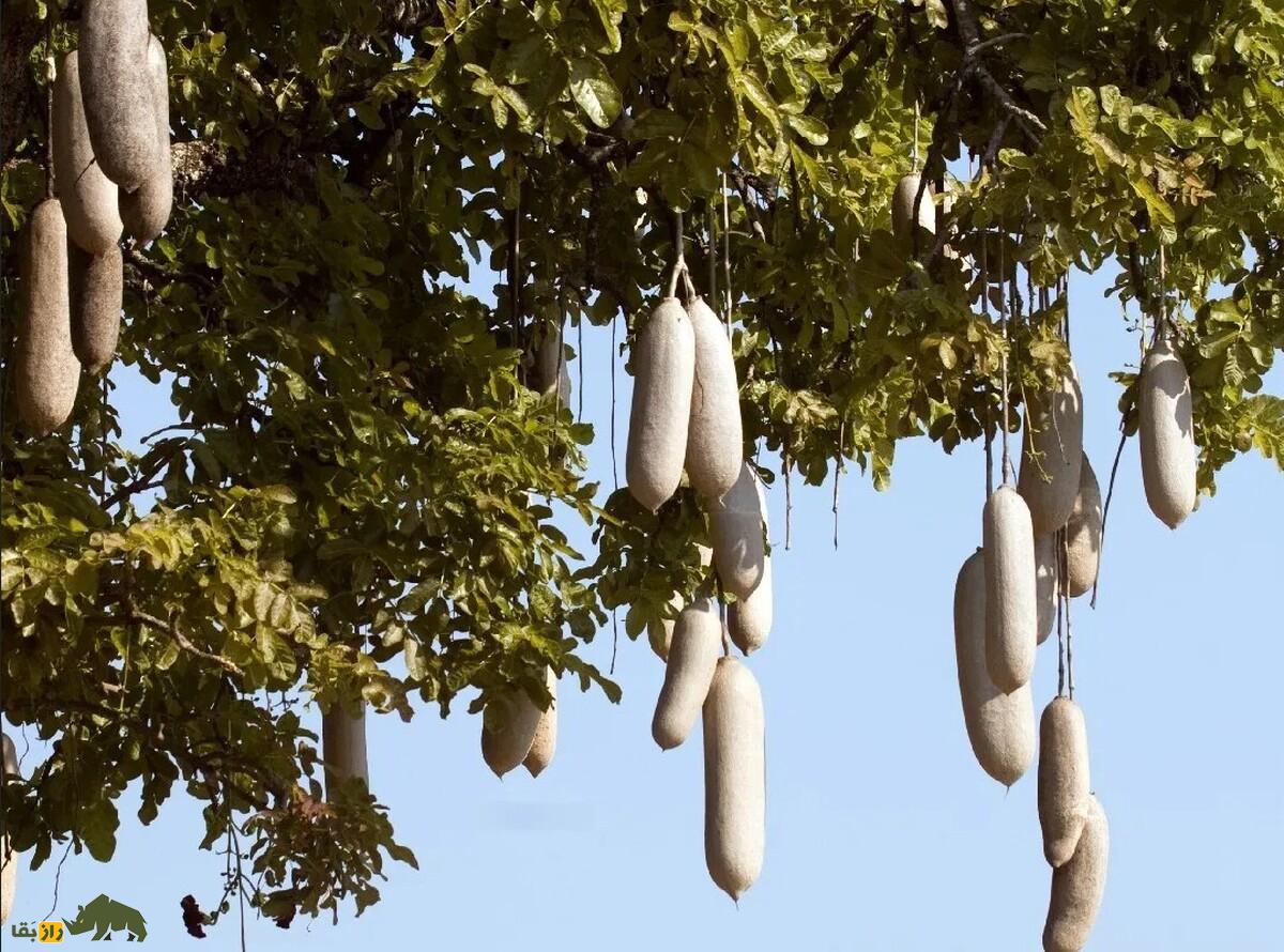 درخت سوسیس؛ درختی با میوههایی شبیه سوسیس که هر کدام یک متر طول و ۱۰ کیلو وزن دارند و خفاشها عاشق آن هستند