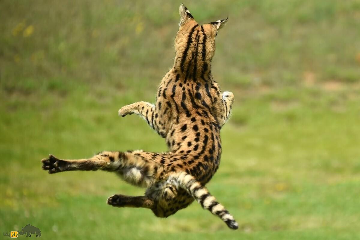 یوزگربه؛ ترکیب یوزپلنگ و گربه و معروف به «گربه فنری» که ۳ متر عمودی می‌پرد و می‌تواند صدای موش‌ها در زیرزمین را بشنود!