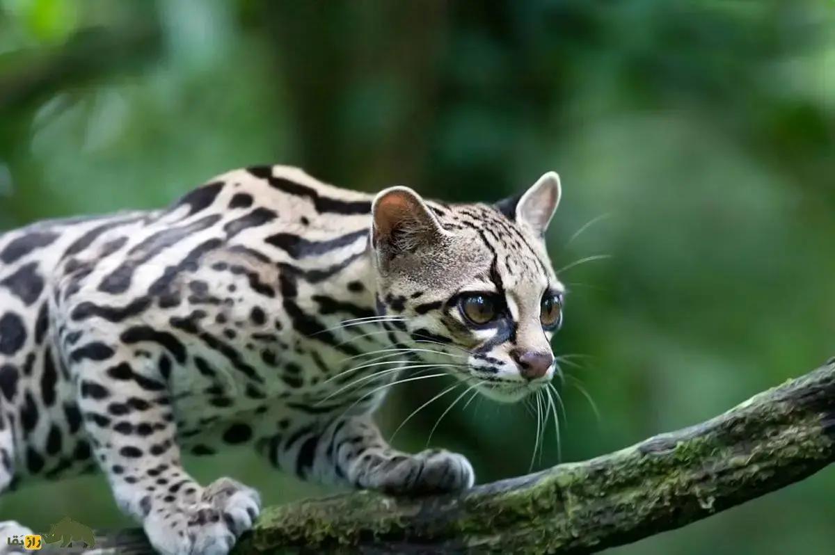گربه ببر؛ گربه کوچک و مرموز جنگل‌های آمریکای جنوبی که گوشت‌خوار مطلق است و می‌تواند پرشی به ارتفاع ۲ متر داشته باشد