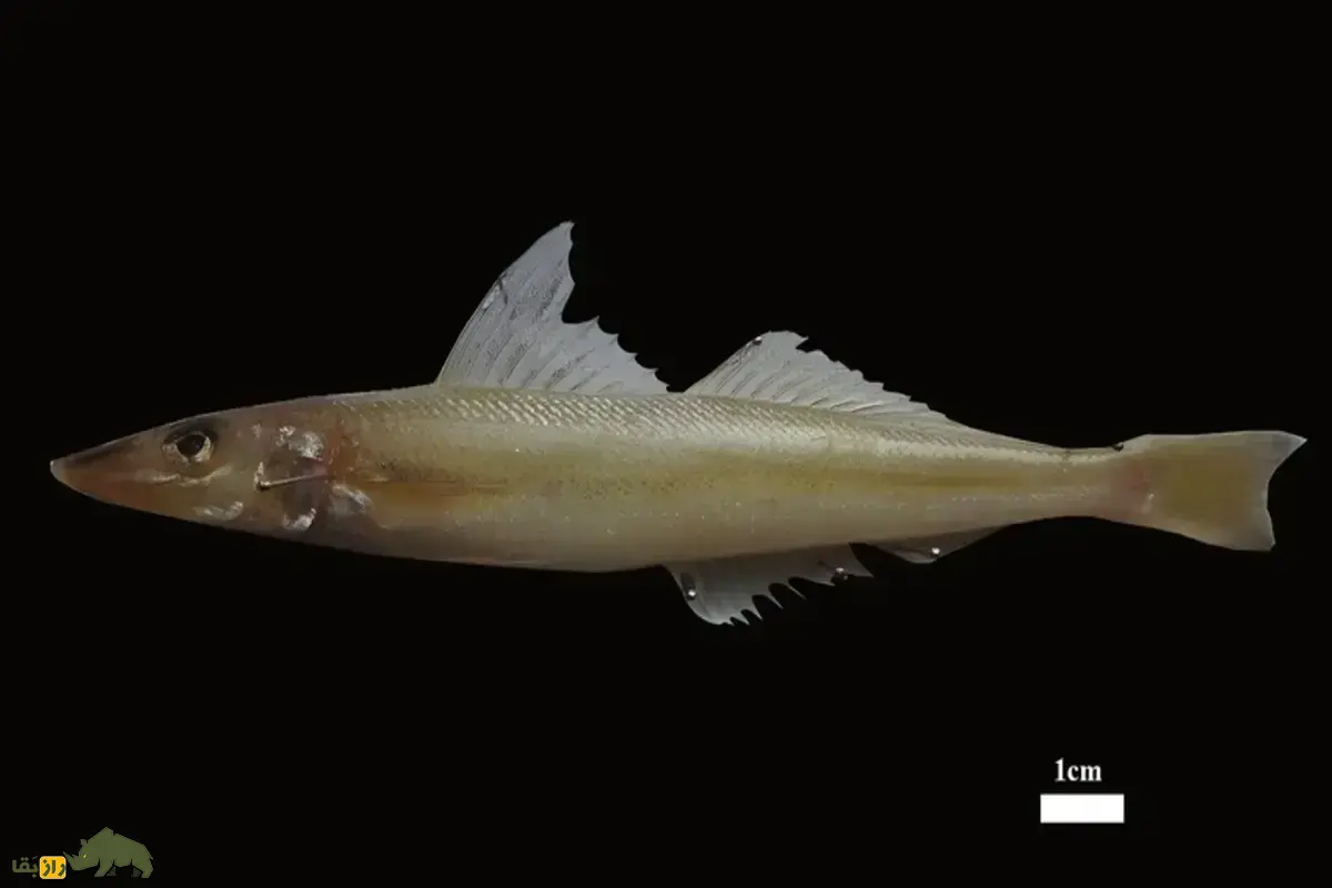 پرسیکا؛ کشف ماهی جدیدی در خلیج فارس که راز آن پس از ۵ سال فاش شد