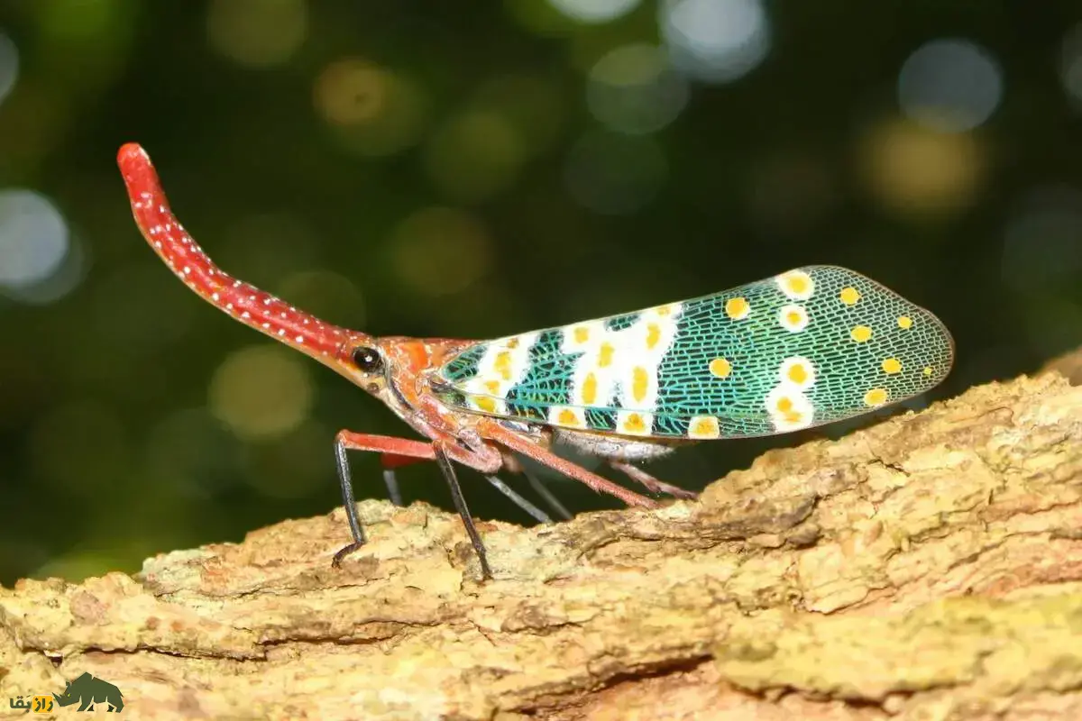 مگس‌های فانوس؛ حشراتی شگفت‌انگیز با زائده‌های عجیب روی بدن که مدفوع‌شان عسل است!