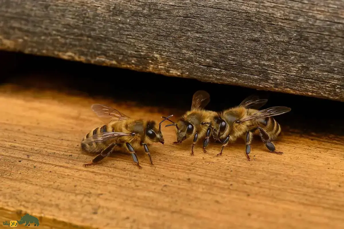 راز زنبور‌های مست و عدالت در کندو؛ وقتی ملکه نظم اجتماعی را با بوی الکل حفظ می‌کند
