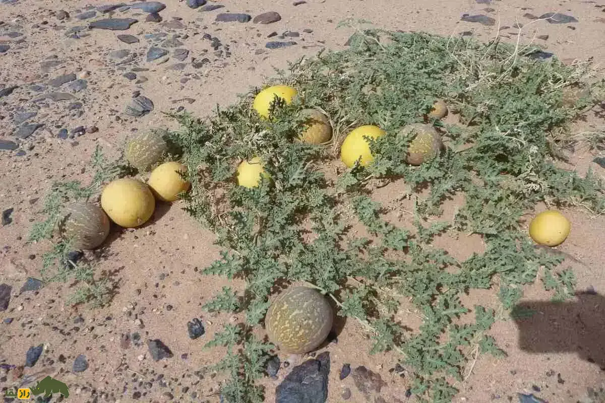 هندوانه ابوجهل و نخل ابوجهل؛ راز تلخی و ویژگی‌های شگفت‌انگیز این گیاهان با نامی عجیب و ریشه در فرهنگ ایرانی