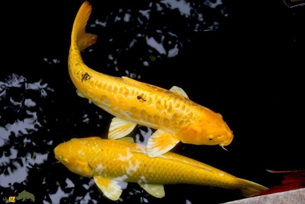 ماهی پروانه طلایی؛ ماهی طلایی رنگ ژاپنی که ۱.۵ متر طول و ۱۵ کیلو وزن دارد و ۲ میلیارد تومان خرید و فروش می‌شود