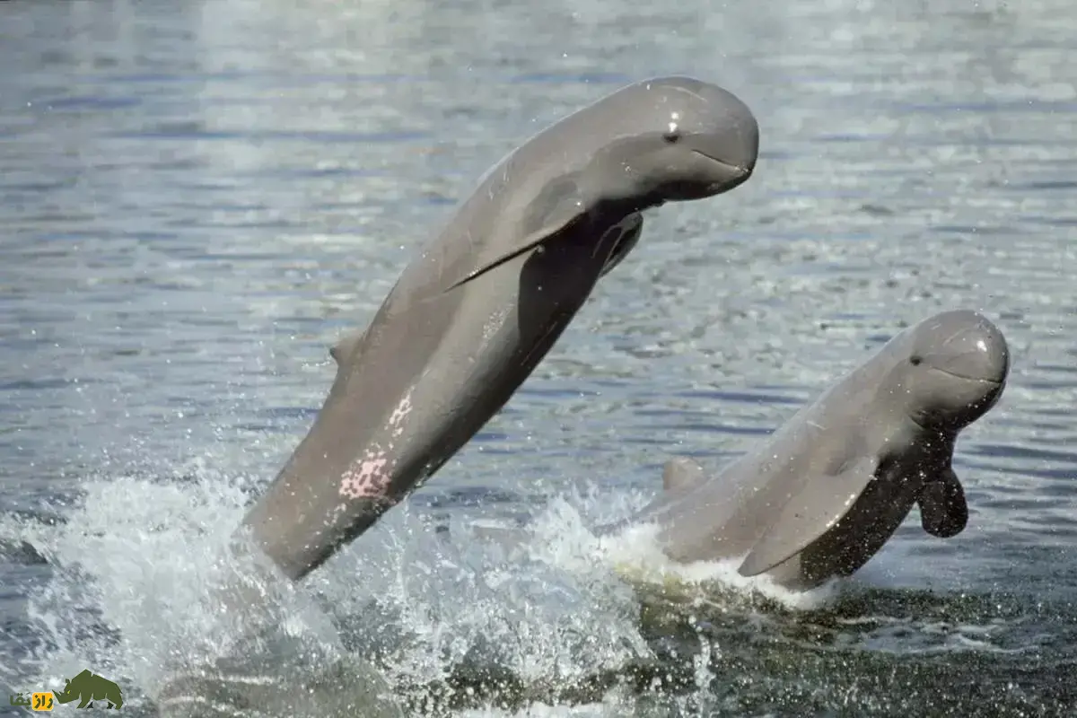 دلفین نهنگی پوزه‌کوتاه؛ کمیاب‌ترین دلفین جهان که شبیه نهنگ است و رفتارهایی مانند انسان دارد!
