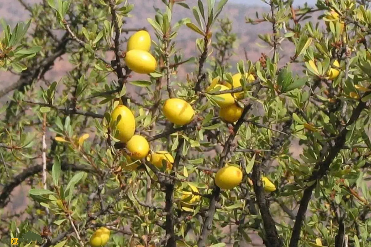 روغن آرگان؛ راز بزهای درخت‌نورد و طلای مایع مراکش که مسیر تولید یکی از ارزشمندترین روغن‌های طبیعی جهان را رقم می‌زند