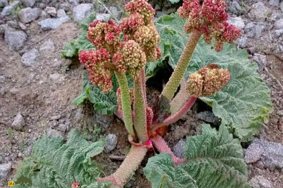 قاقوری یا ریواس وحشی؛ گیاهی با برگ‌هایی سمی که با ساقه‌اش یک شربت بسیار خوشمزه تهیه می‌شود