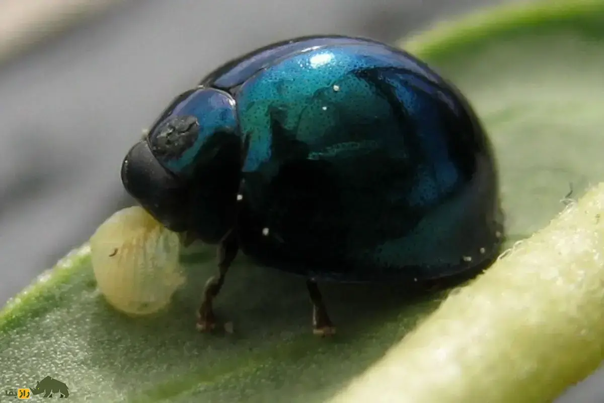 کفشدوزک آبی‌ فولادی؛ حشره‌ای بدبو و شبیه فلز که با دمای هوا رنگ بدنش تغییر می‌کند و سلاح شیمیایی دارد