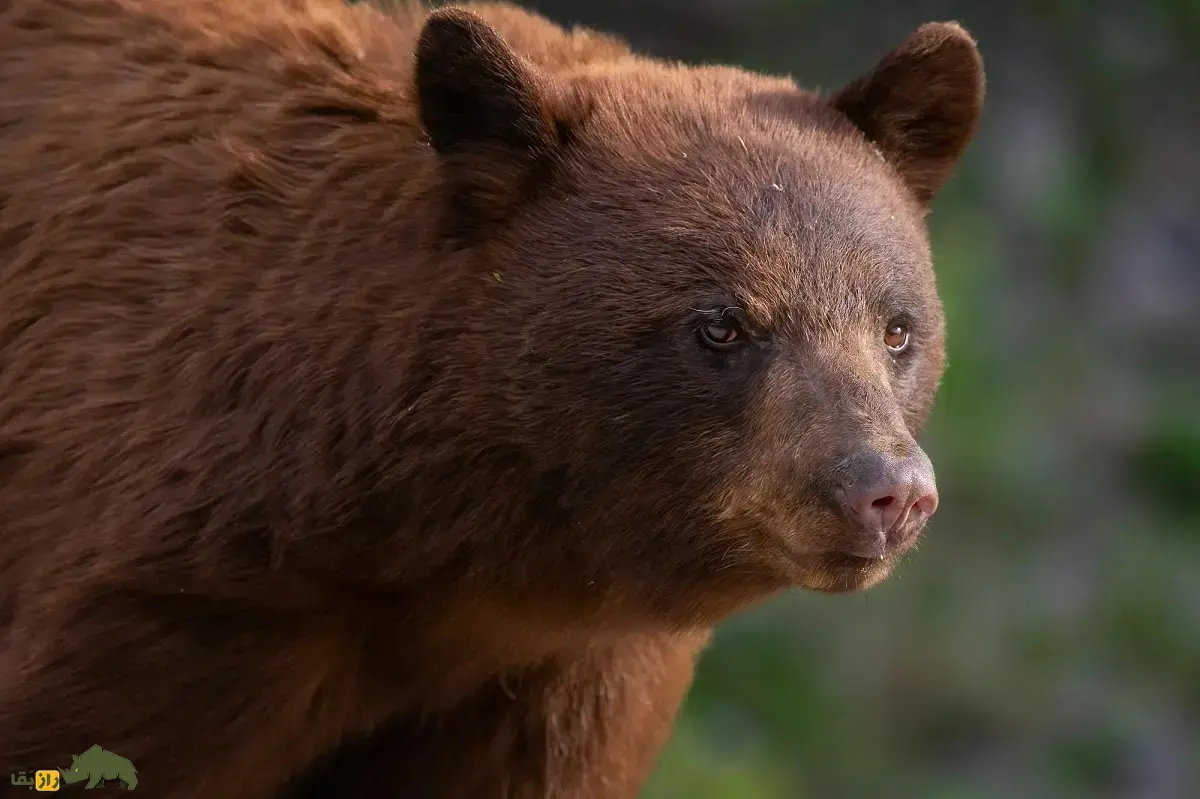 خرس دارچینی؛ خرسی به رنگ دارچین با ۲۷۰ کیلو وزن که شناگر ماهری است و بسیار خجالتی و گوشهگیر است