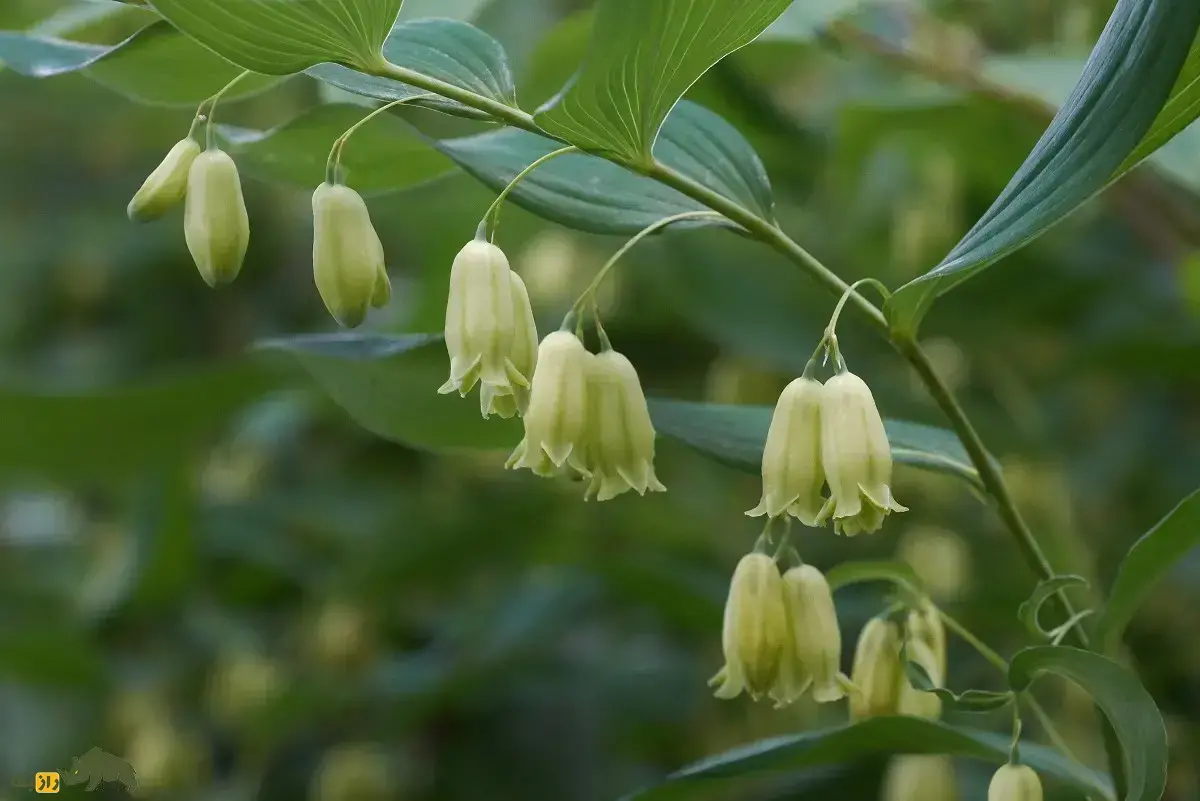 مُهر سلیمان؛ گیاهی که شبیه مهر حضرت سلیمان است و جوشهای غرور جوانی و شکستگی استخوان را درمان میکند