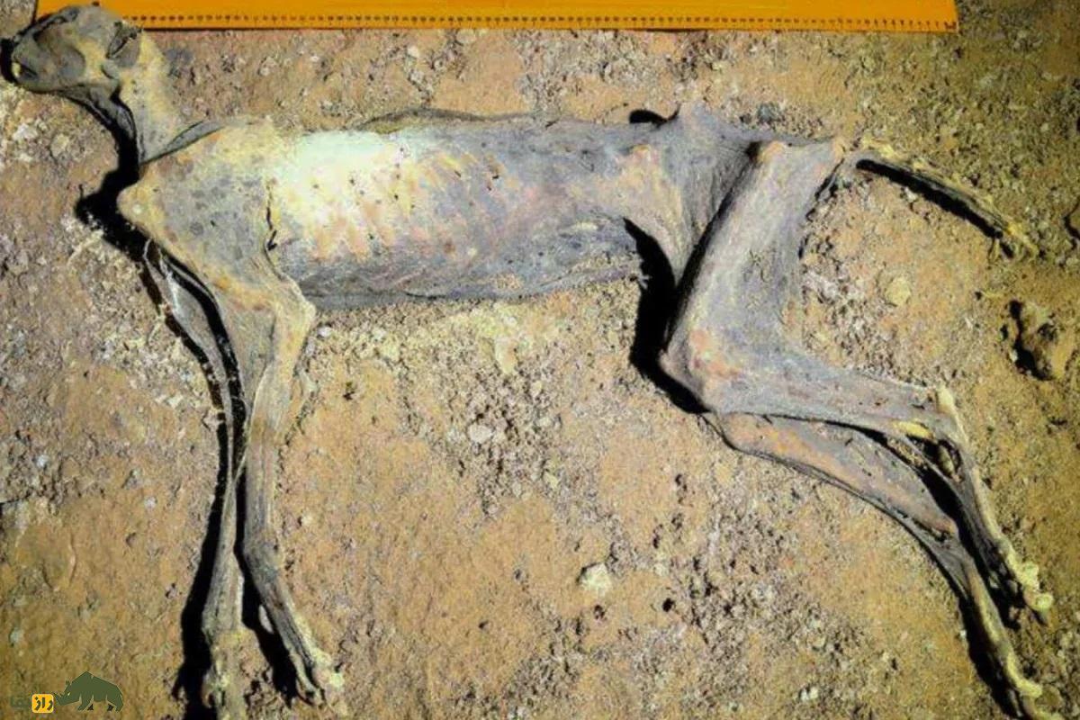 برای نخستین بار در دنیا؛ بقایای چند یوزپلنگ مومیایی در عربستان کشف شد
