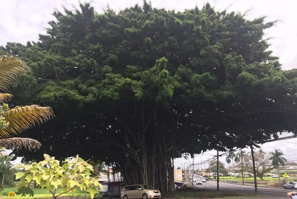 درخت انجیر هندی؛ درخت مقدسی که اگر زنان در سایه آن بخوابند باردار می‌شوند و اگر مردان زیر آن بخوابند کشته می‌شوند