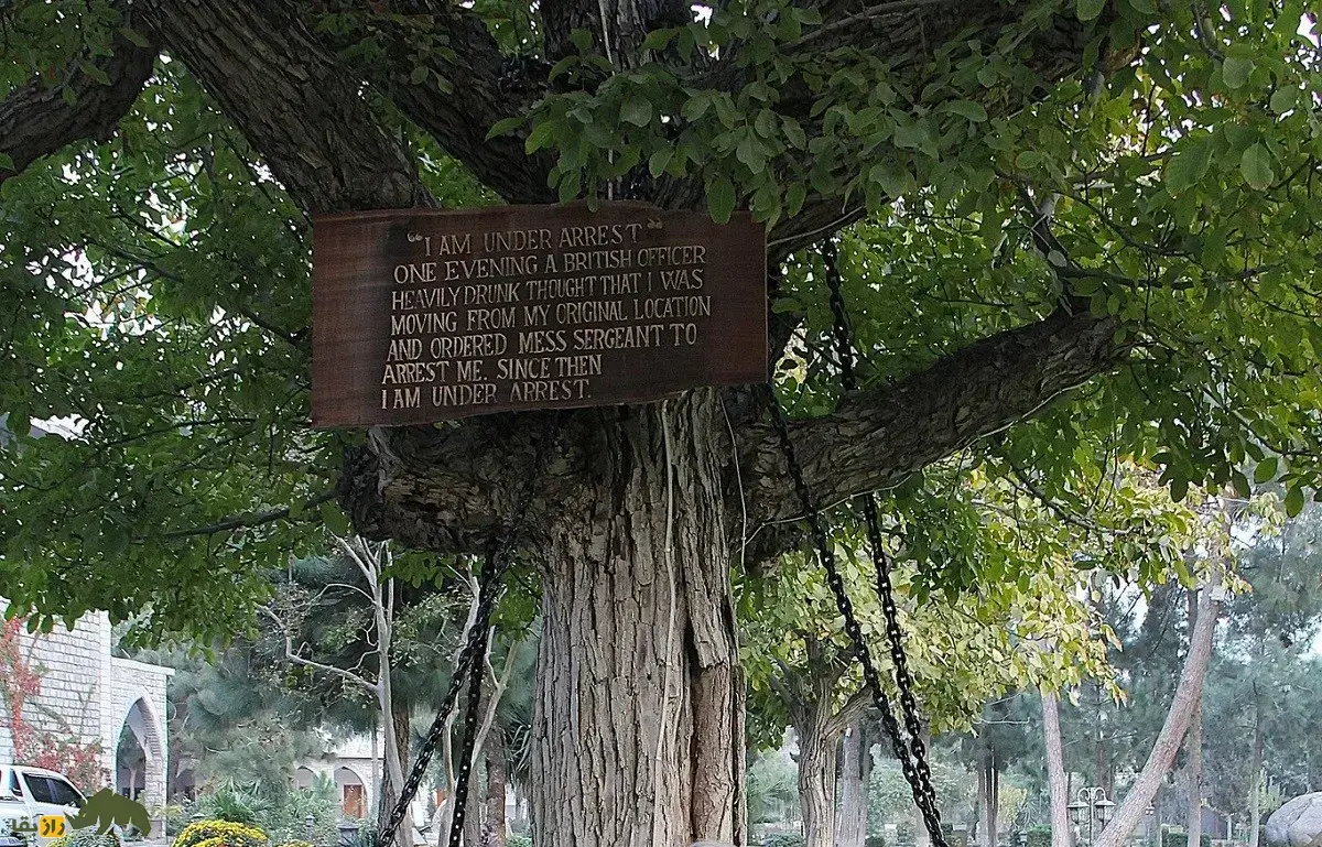 درخت زندانی پیشاور؛ درخت انجیر هندی معروف که ۱۲۵ سال پیش توسط یک انگلیسی مست بازداشت و زندانی شد!