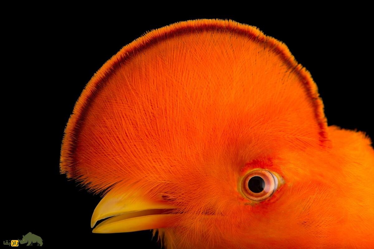 خروس صخره‌ای؛ پرنده‌ای شبیه شعله‌های آتش با تاجی شبیه هلال ماه که خاص‌ترین نمایش جفت‌گیری را دارد