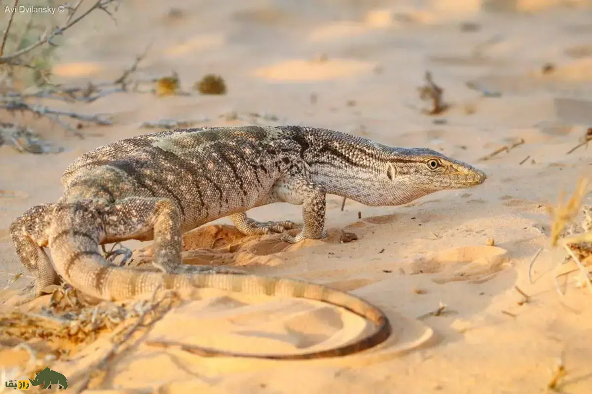 بزمجه خزری؛ بزرگ‌ترین و ترسناک‌ترین مارمولک ایران که عاشق گوشت جوندگان است و قد آن گاهی به ۲ متر نیز می‌رسد