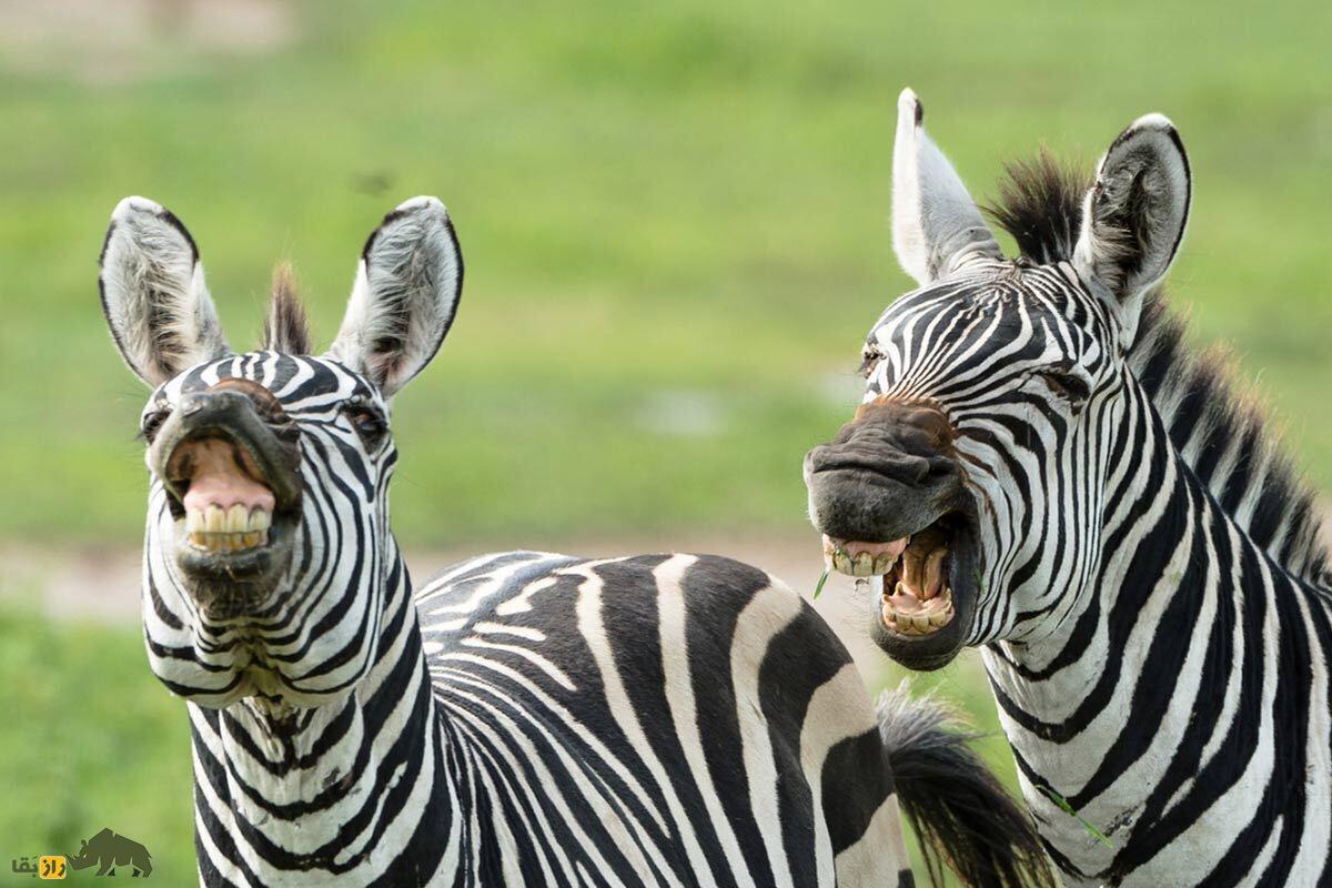 چرا گورخر‌ها و پاندا‌ها سیاه و سفید هستند؟