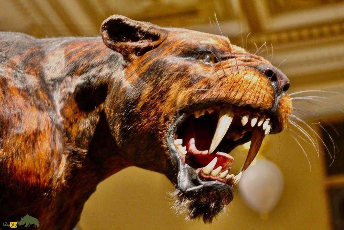 همان‌دد؛ گربه ۴۰۰ کیلویی با ۲.۵ متر قد و دندان‌هایی شبیه تیغه اره که کارآمدترین شکارچی عصر یخبندان بود