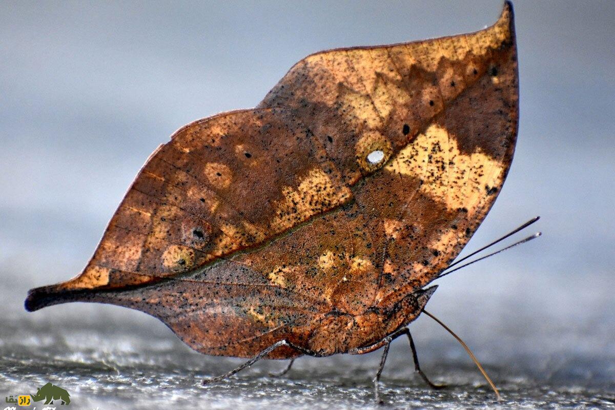 بلوط‌برگی نارنجی؛ پروانه‌ای شبیه برگ خشک که استاد استتار است و محال است آن را روی شاخه درخت تشخیص دهید!