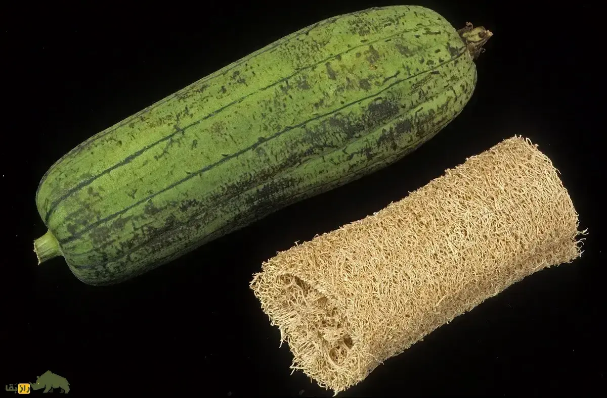 لیف یا خیار مصری؛ میوه گرمسیری شبیه کدو که از آن لیف و اسفنج حمام تولید می‌شود!