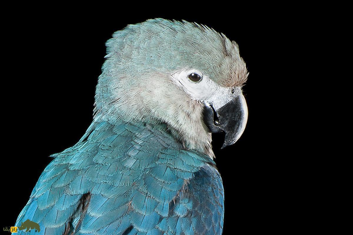 مکائوی اسپیکس؛ پرنده‌ای با رنگ آبی منحصربه‌فرد که از مرگ و نابودی همیشگی جان به در برد