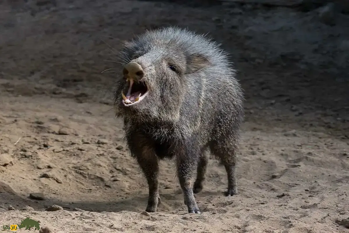 گراز‌های بدبو؛ پستاندارانی اجتماعی با پوزه گرد و عاج‌های قدرتمند که از ریشه‌ها، میوه‌ها و حتی کاکتوس تیغ‌دار تغذیه می‌کنند