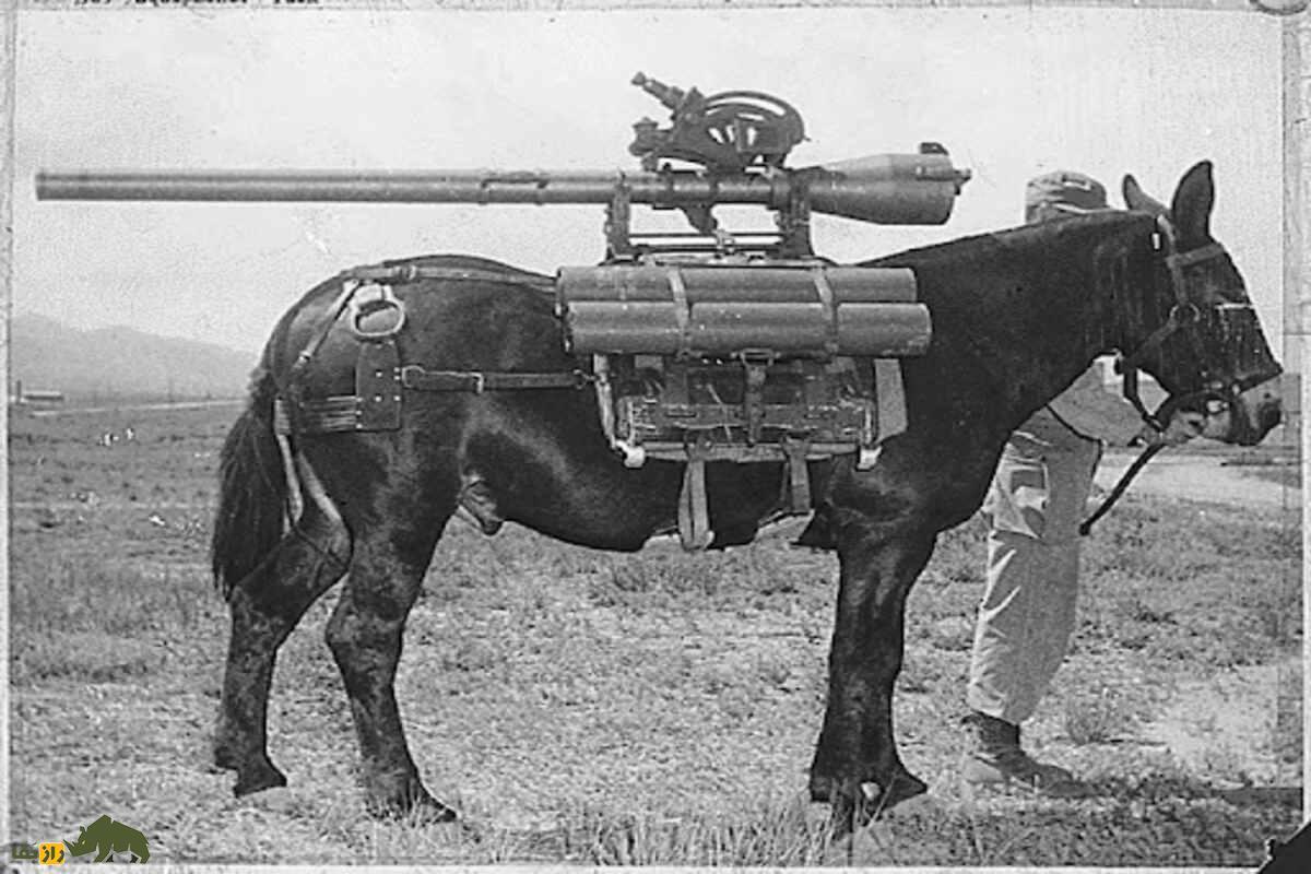 قاطر جنگی؛ قاطری قوی حاصل جفتگیری الاغ نر آمریکایی و اسب ماده پرچرون که مثل یک تانک جنگی در ارتش کار می‌کند