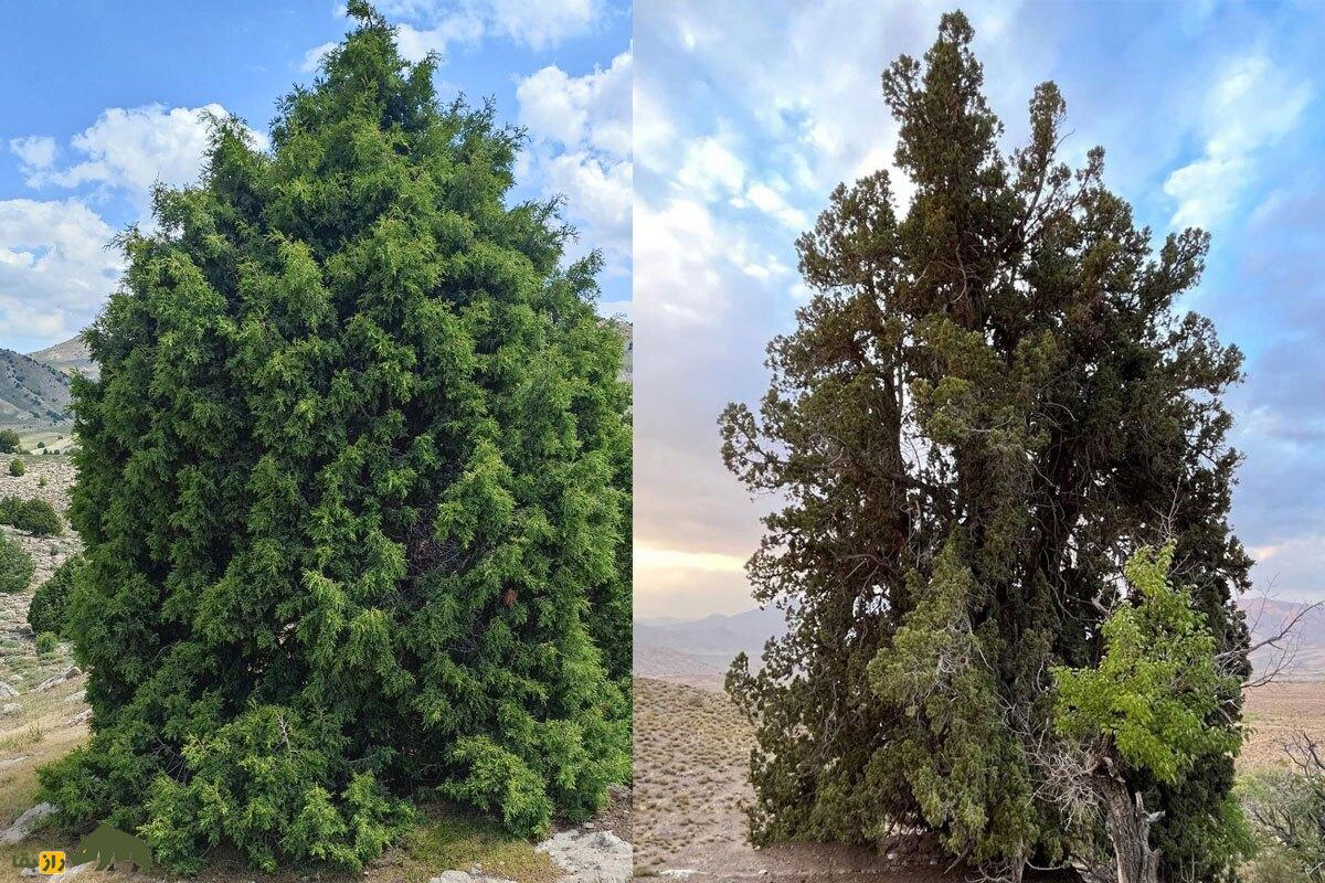 اُرس مراد جیرفت؛ مشهور به «کهنسال‌ترین زن ایران‌زمین» با ۴۰۰۰ سال سن که بلندترین و قطورترین اُرس جهان است