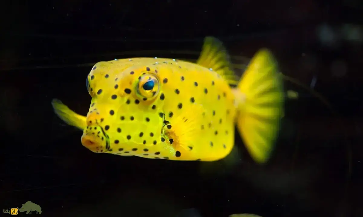 جعبه‌ماهی؛ ماهیانی شبیه صندوق و مجهز به سلاح شیمیایی که بدنی شبیه زره دارد و به صورت مکعبی شنا می‌کنند