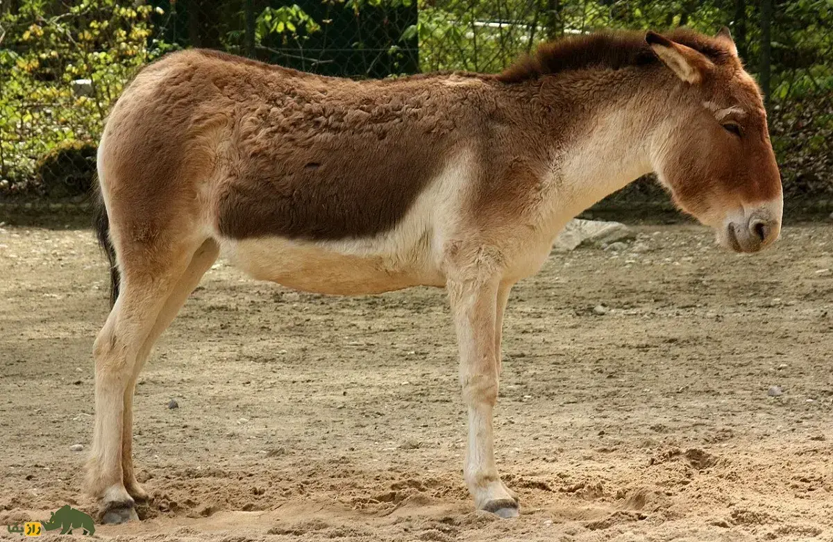 گور تبتی؛ بزرگترین الاغ وحشی دنیا با ۴۰۰ کیلو وزن که صدایش شبیه شیپور است و ۶۰ کیلومتر در ساعت سرعت دارد