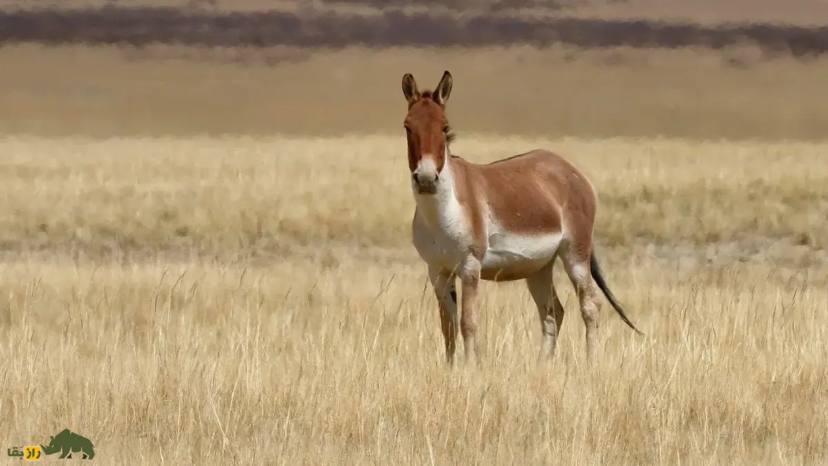 گور تبتی