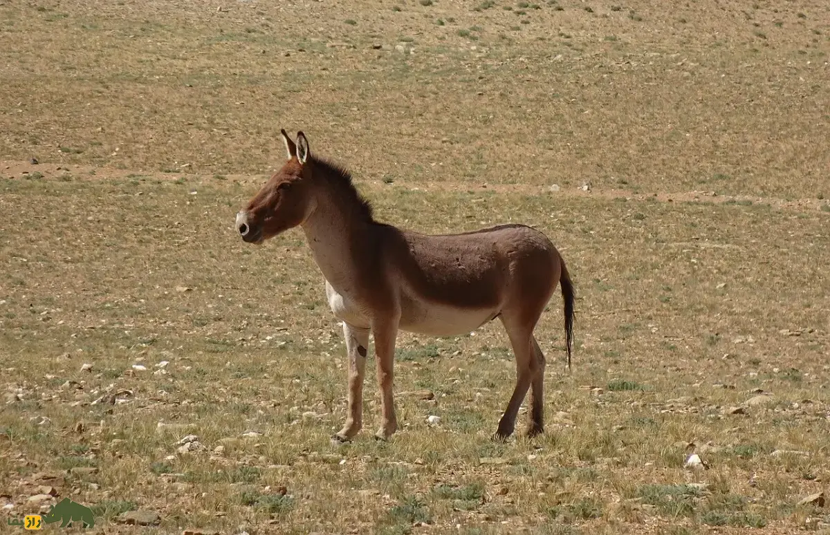 گور تبتی