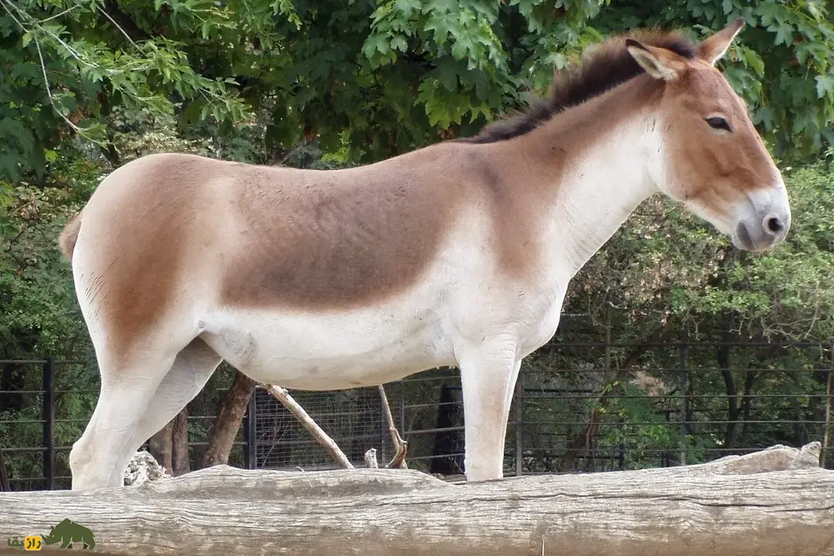 گور تبتی
