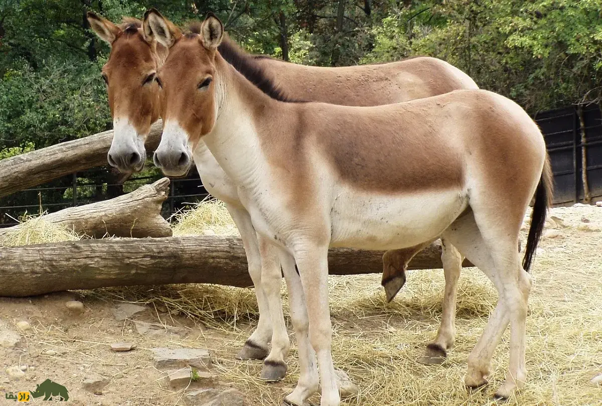 گور تبتی
