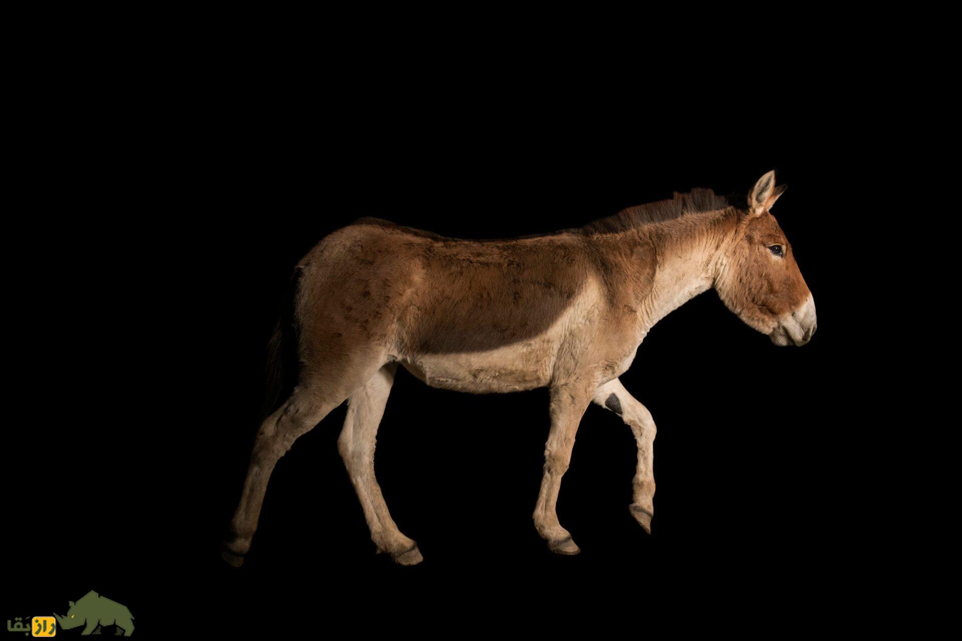 گور تبتی