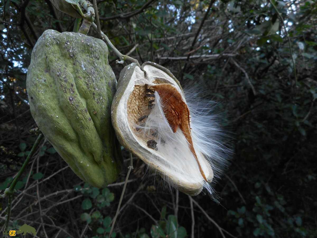 گیاه آروجیا؛ خطرناک‌ترین و زیباترین گیاه مهاجم جهان که به باغات مرکبات و جنگل‌های شمال ایران حمله کرده است