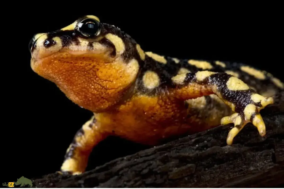 سمندر آذربایجان؛ سمندر زردخال در حال انقراض که فقط در آذربایجان ایران وجود دارد و هنگام جفت‌گیری زیر آب می‌رقصد