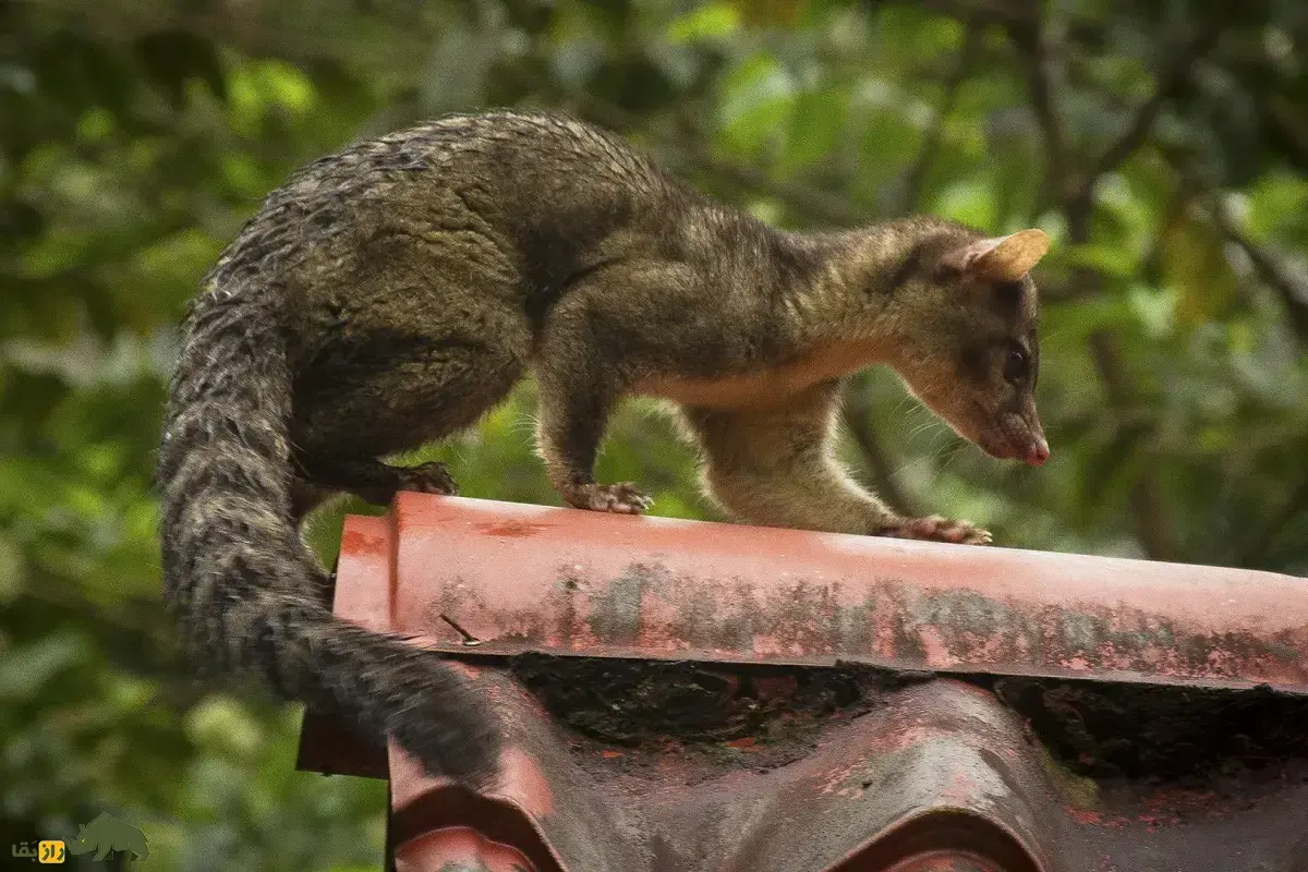 نیم گربه؛ موجودی شبیه گربه و راکون که روی درخت زندگی می‌کند و می‌تواند پا‌های عقب را ۱۸۰ درجه بچرخاند