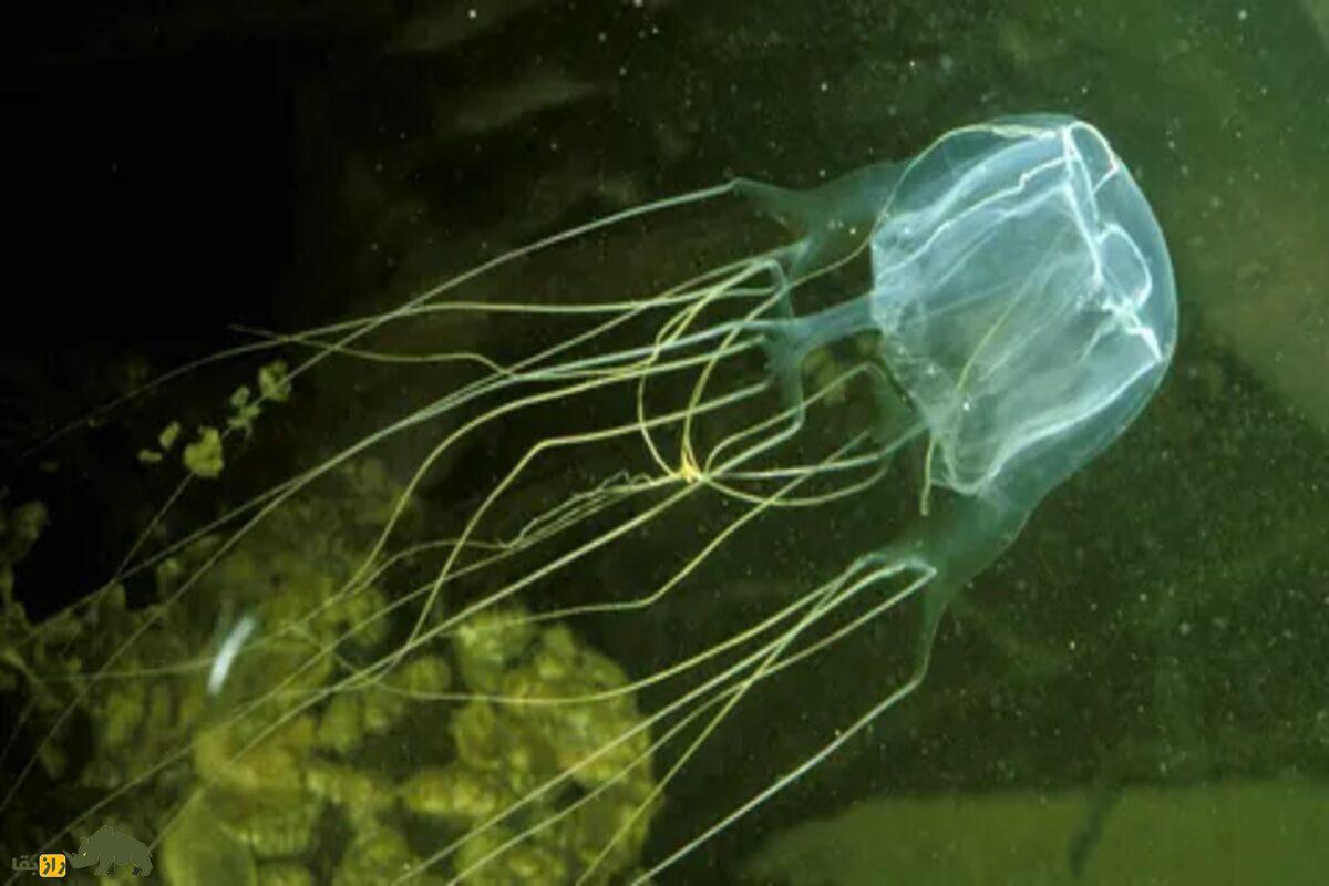 آیا حیوانات بدون مغز می توانند فکر کنند؟