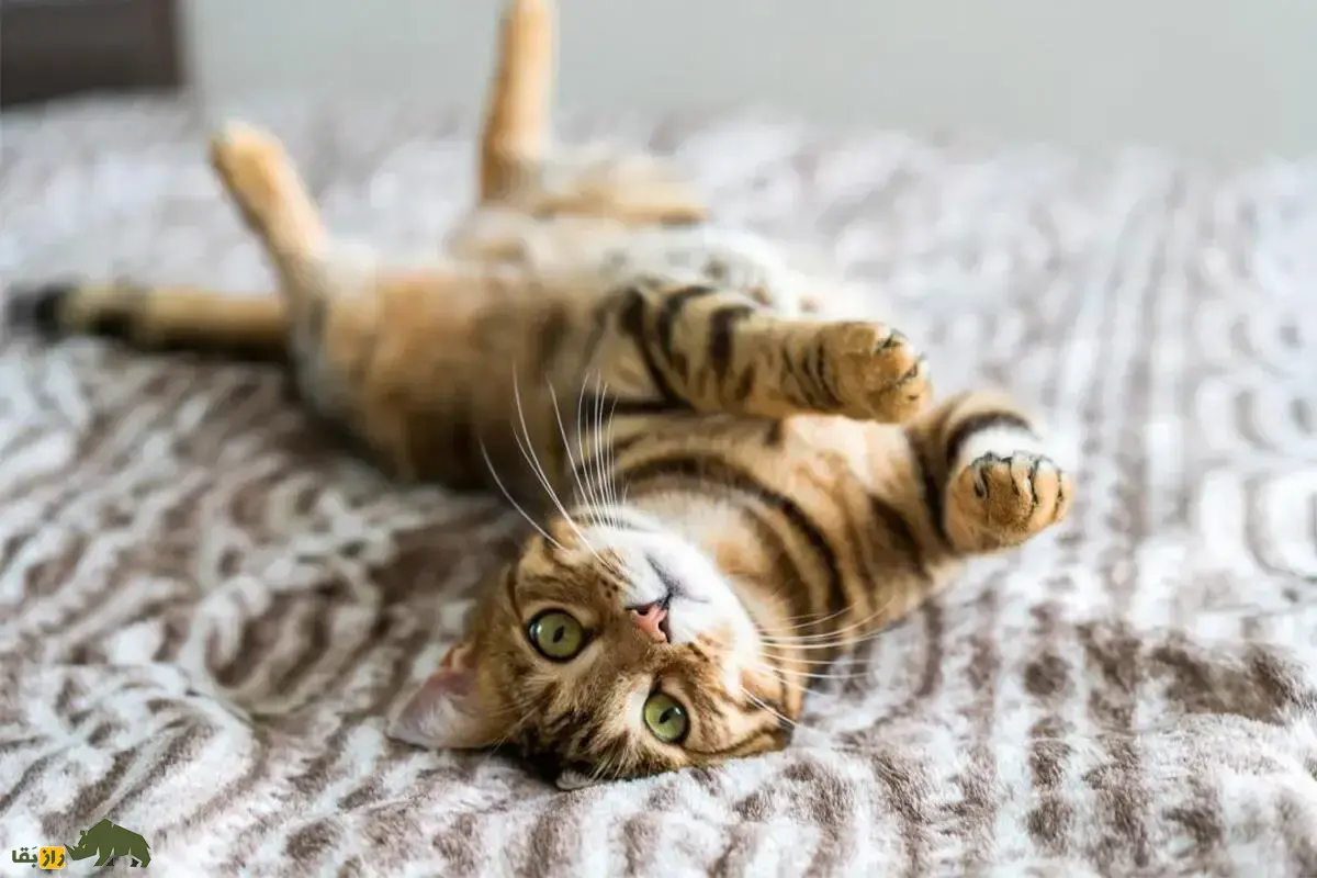 زبان بدن گربه‌ها؛ معانی میو میو، دم بالا و رفتار‌های گربه خانگی که باید بدانید!