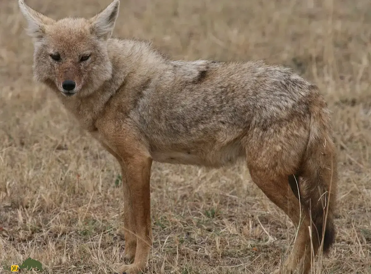 گرگ آفریقایی؛ گرگی مرموز شبیه شغال که انجیر و طالبی می‌خورد و می‌تواند با همه سگ‌سانان جفت‌گیری کند