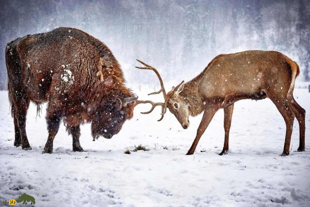 (ویدئو) مستند راز بقا از نبرد غول های دشت؛ گوزن نر در برابر بوفالوی آمریکایی