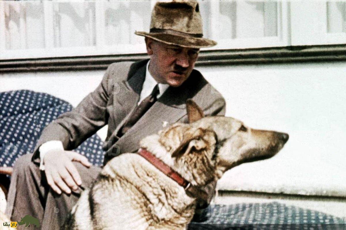 بلوندی؛ سگ ژرمن شپرد هیتلر که بسیار وفادار و قدرتمند بود و مشهورترین سَم تاریخ روی او تست شد!